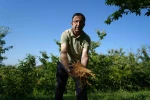 Kestane çiçeklerinde hasat başladı: Antioksidan deposu çay oluyor 