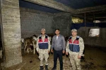 Kilis’te kaybolan 13 büyükbaş hayvan jandarma tarafından bulundu 