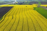 Kırklareli’nde kanola tarlaları sarıya büründü 