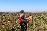 Kırklareli’nde TAKE projesiyle ekimi yapılan ayçiçekleri kontrol edildi 