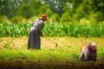 Kocaeli’de tarım ve hayvancılığa 7 yılda 1,5 milyar lirayı aşkın destek sağlandı