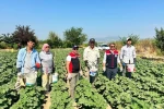 Koçarlı, Aydın’ın bamya üretimindeki liderliğini sürdürüyor 