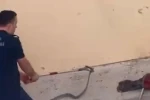 Konut bahçesinde 1,5 metre uzunluğunda yılan görüldü