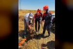 Konya’da ekin tarlası çöktü, koyunlar içine düştü