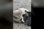 Köpek yavru kedilere annelik yapıyor