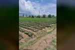 Köşk’te sel sonrası arazilerde hasar tespiti başlatıldı 