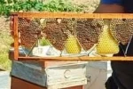 Kovan denetiminde bulunan kalp şeklindeki petek görenleri şaşırttı