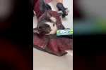 Kurtardığı kedi aracının motoruna girdi