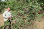 Kütahyalı vişne üreticileri taban fiyat ve fiyat istikrarı istiyor 