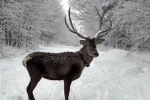 Kuzuyayla’da tatilcilere kar ve kızıl geyik sürprizi 