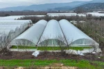 Lodostan zarar gören seralara Büyükşehir desteği 