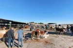 Malatya’da kapalı olan hayvan pazarı yeniden açıldı