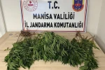 Manisa’da bahçesine kenevir eken kişi tutuklandı 