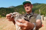Manisa’da doğaya bin 200 kınalı keklik salındı