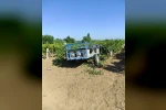 Manisa’da üzüm bağında feci kaza 