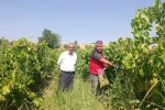 Manisa’da üzüm bağlarında hasat öncesi pestisit denetimi