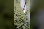 Manisa’daki orman yangını kontrol altına alındı 
