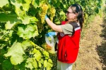Manisa’nın organik üzümleri mercek altında 