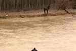 Mardin’de sel sularına giren vatandaş atını kurtardı 