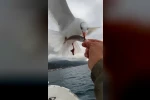 Martılarla balıkçı arasındaki dostluk kamerada