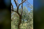 Menteşe’de zeytin ağaçlarında Verticillium solgunluğu kontrolleri yapıldı