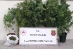 Mersin’de kenevir ekip uyuşturucu üreten şüpheli yakalandı