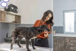 Mersin’de 6 aylık tedaviyle yeniden ayağa kalkan köpek sıcak yuvasını bekliyor