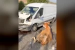 Minibüsün çarptığı inekler son anda kesildi