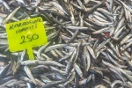 Muğla’da Karadeniz hamsisi kilosu 250 TL’den satışta
