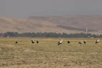 Muş Ovası’nda leylekler büyük göçe hazır