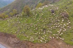 Muşlu besicilerin yaylalara yolculuğu başladı 