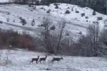 Nadir misafirler kar altında görüntülendi: Refahiye’de kızıl geyik heyecanı 