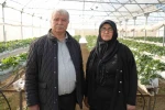 Niğde’de topraksız tarım yöntemiyle çilek üretimi kadın emeğiyle büyüyor