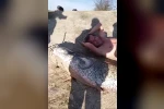 Oltaya 78 kiloluk dev balık takıldı: Yanına yatınca boy farkına şok oldu