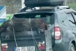 Ölü domuzu aracın arkasında taşıdılar 
