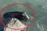 Ordu’da denizde yaban domuzu görüntülendi