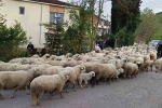 Ordu’da koyunların yayla yolculuğu 
