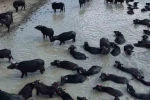 ORKÖY destekleriyle Kütahya’da 64 aileye manda yetiştiriciliği desteği 