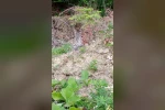 "Ormanın hayaleti" vaşak Sinop’ta ortaya çıktı