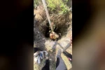 Osmaniye’de 4 metrelik kuyuda mahsur kalan buzağıyı itfaiye kurtardı
