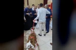 Osmaniye’de damada düğünde altın yerine buzağı verildi 