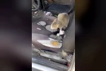Otomobilin içinde yavruladı
