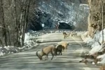 Ovacık yolunda dağ keçisi sürüsü yolu kapladı