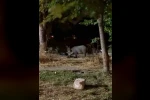 PAÜ Kampüsündeki atıklar domuzları cezbetti 