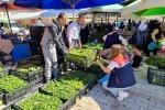 Pazarlarda satılan tohum ve fideler kontrol edildi