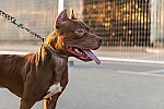 Pitbull, iki çocuğa saldırdı: Köpeğin sahibi gözaltında