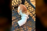 PVC borusuna sıkışan yavru kedi kurtarıldı 