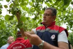 Samsun’da fındık rekolte tahmini çalışmaları tamamlandı 