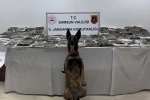 Samsun’da tıra gizlenmiş 132 kilo toz esrar ele geçirildi