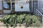 Samsun’da uyuşturucu operasyonu: Hasat edilmeye hazır 782 kök kenevir ele geçirildi 